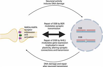 The Role of DNA Damage in Neural Plasticity in Physiology and Neurodegeneration